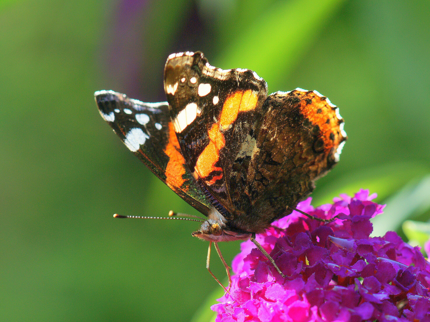  Der Admiral - der einzige bunte Schmetterling in diesem Jahr