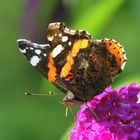  Der Admiral - der einzige bunte Schmetterling in diesem Jahr