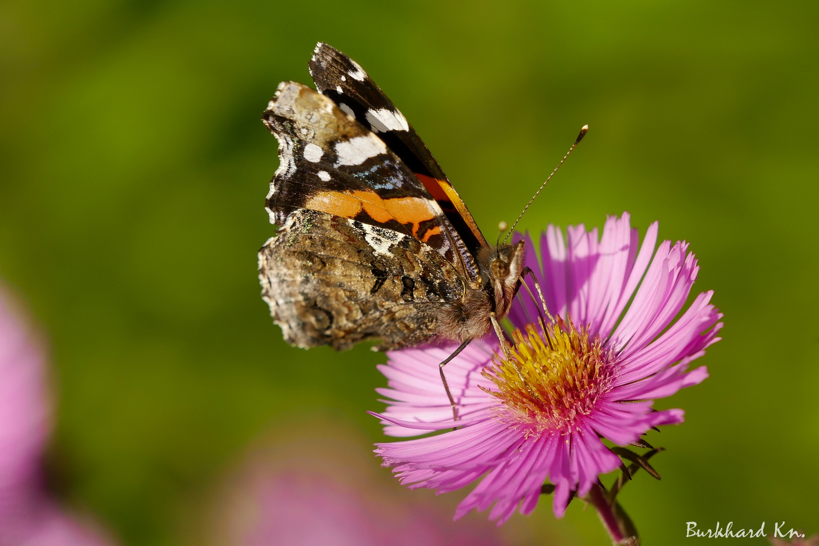 Der Admiral  - Edelfalter - Schmetterling