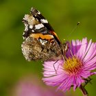 Der Admiral  - Edelfalter - Schmetterling