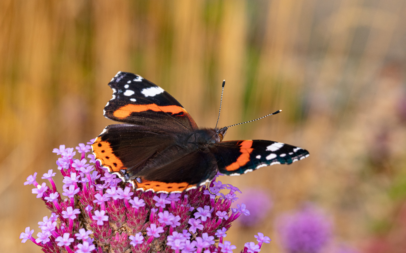 der Admiral genießt die Herbstsonne