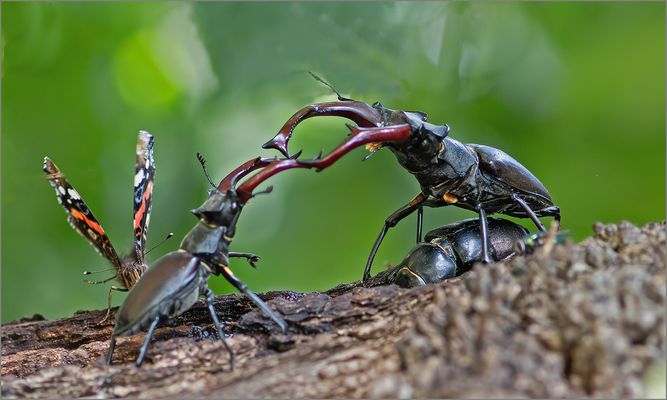 Der Admiral gibt sich die Ehre   . . .