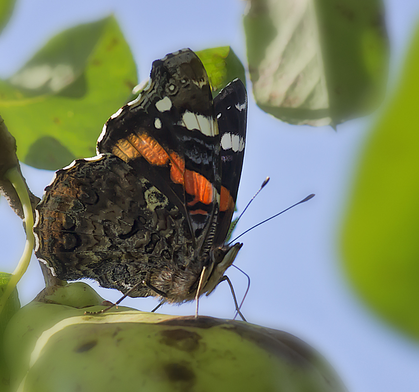 Der Admiral im Birnbaum