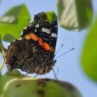 Der Admiral im Birnbaum