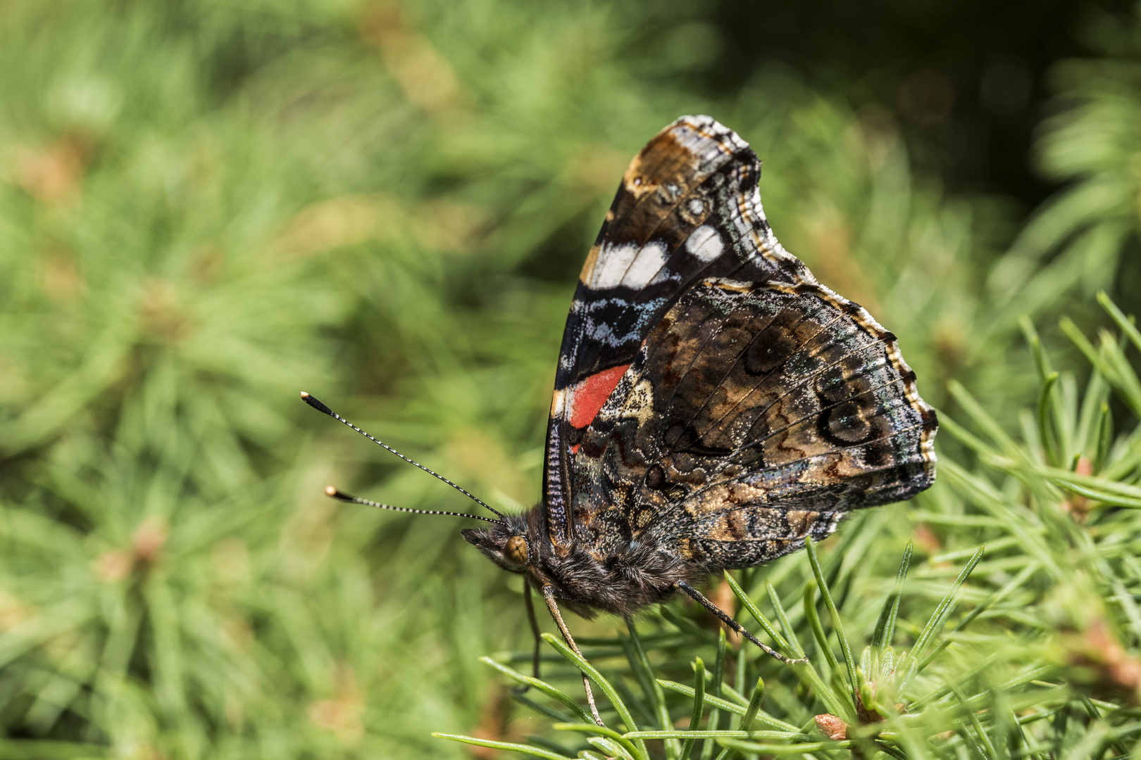 Der Admiral im Garten