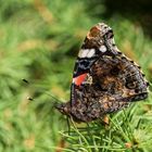 Der Admiral im Garten