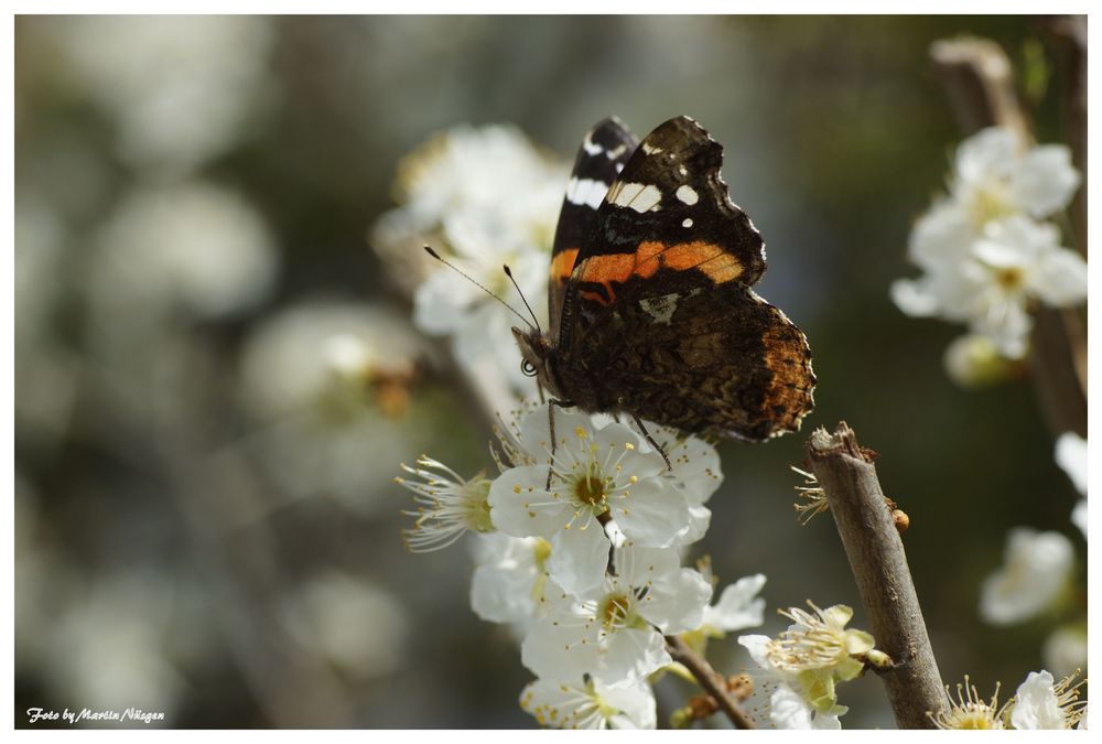 Der Admiral im März