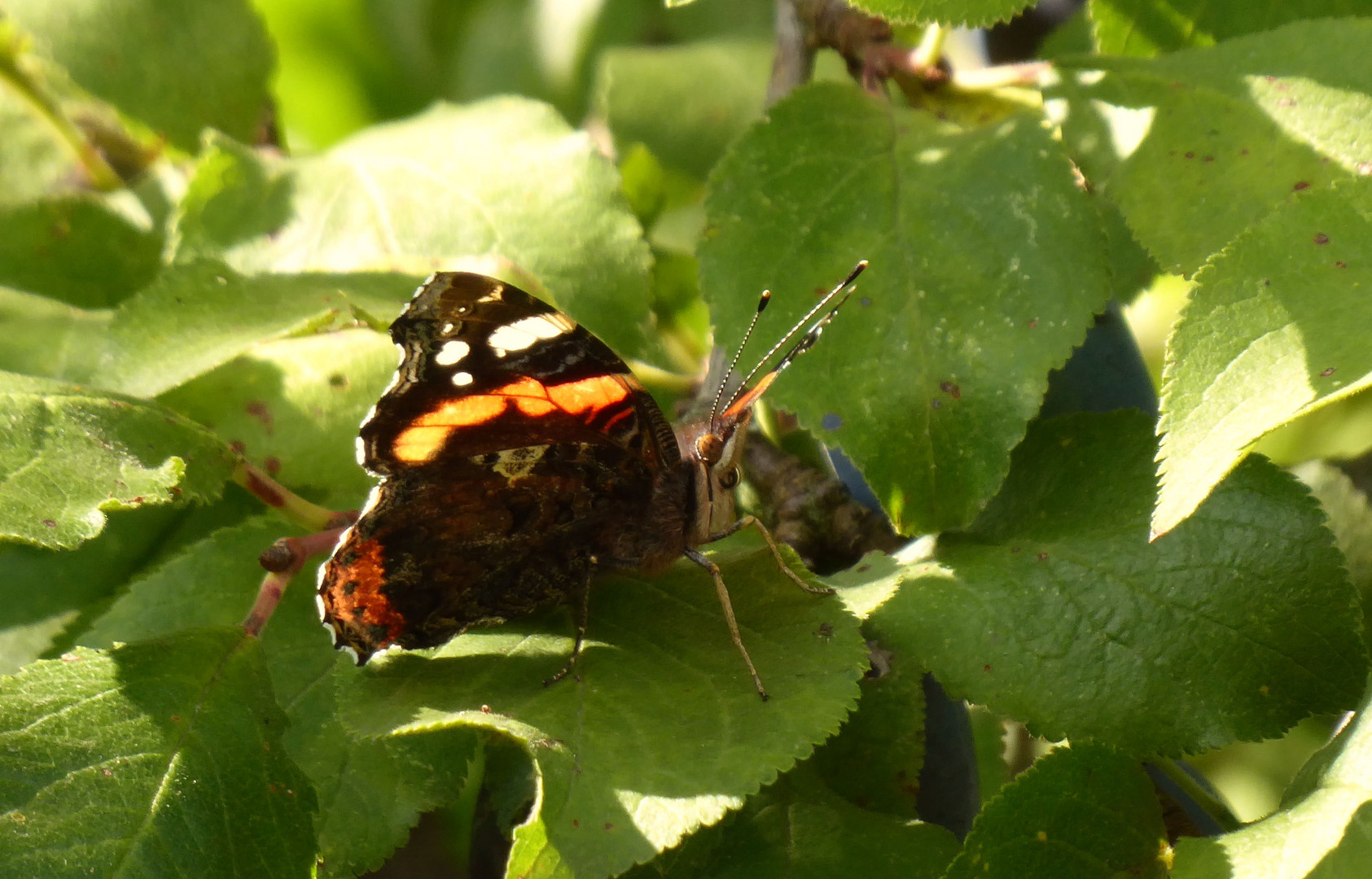 Der Admiral im Pflaumenbaum