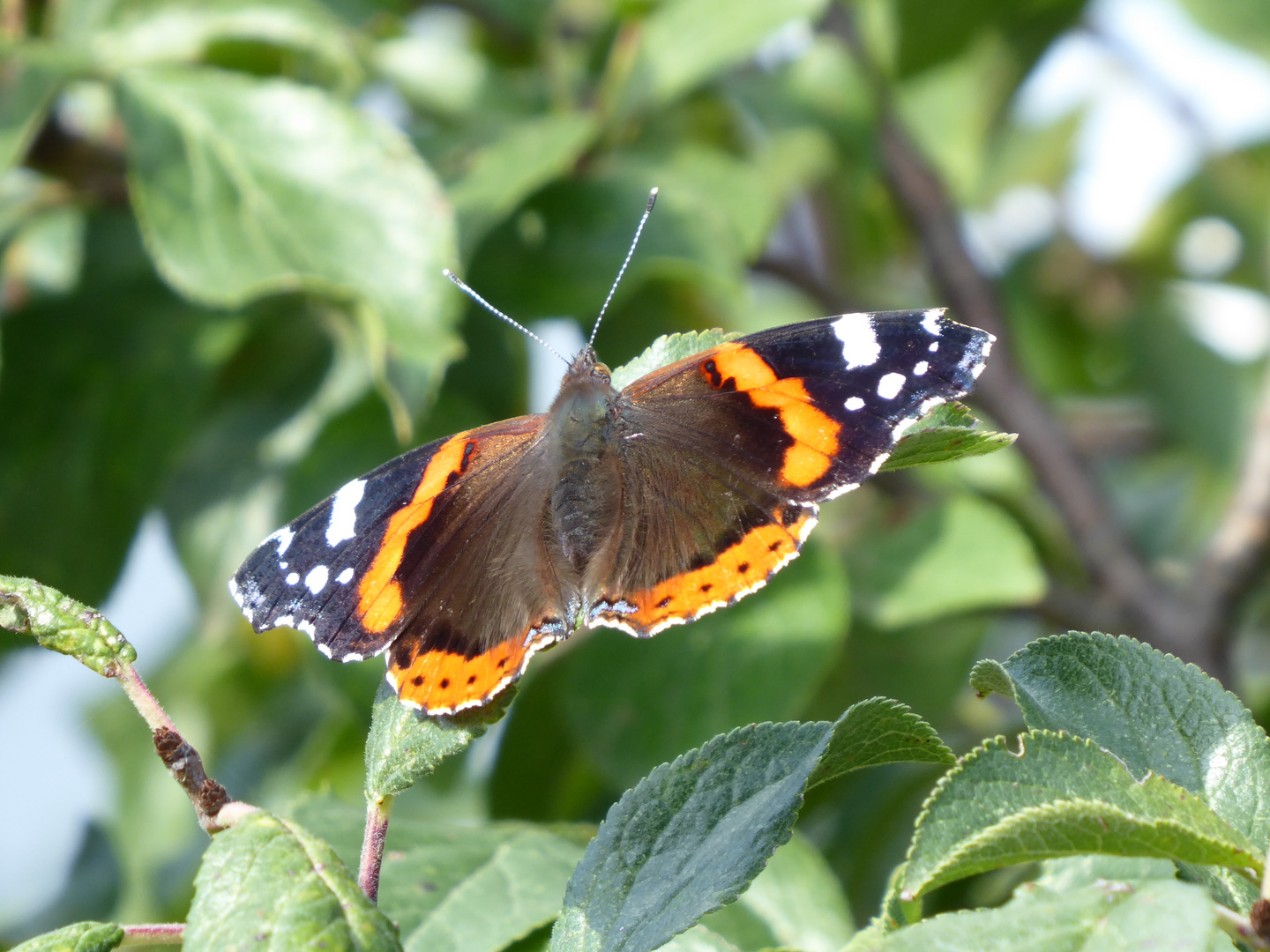 der Admiral im Pflaumenbaum