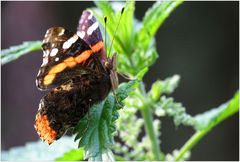 der Admiral in schöner Pose