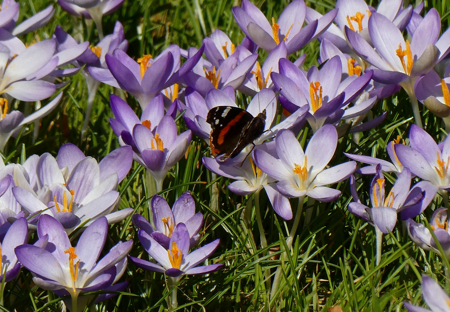 Der Admiral ist auch schon unterwegs