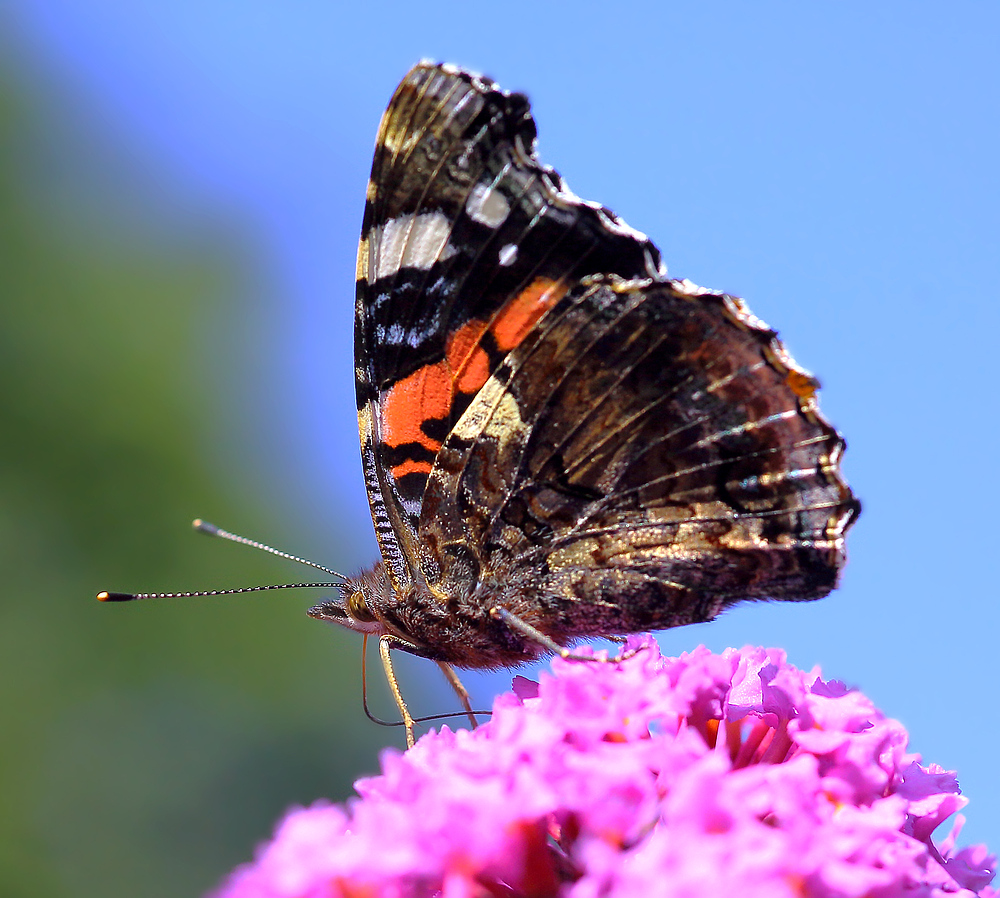 Der Admiral mit der langen Leitung