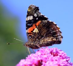 Der Admiral mit der langen Leitung