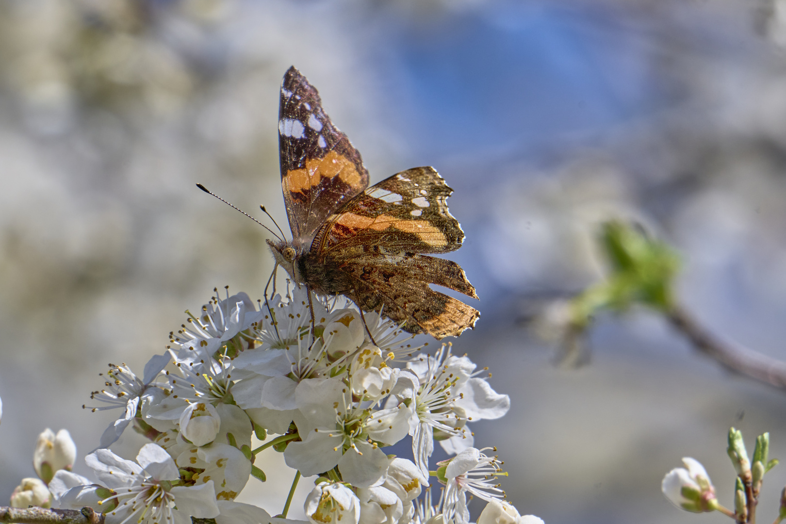 Der Admiral und der Apfelnektar