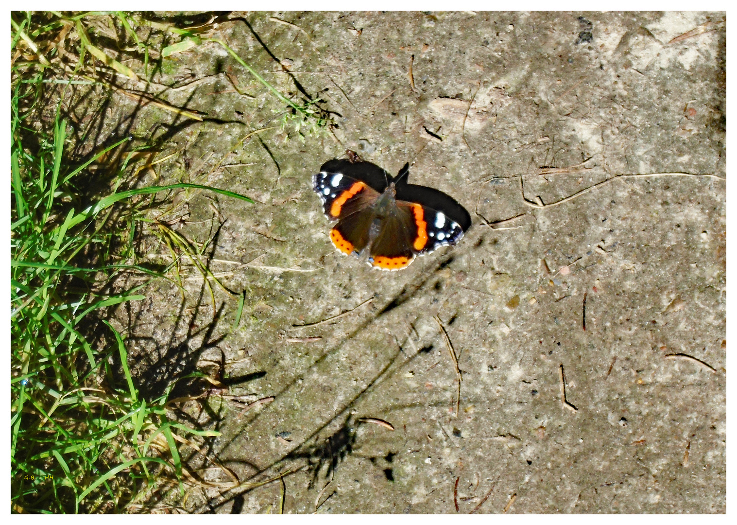 Der Admiral..... und sein Schatten :-))  