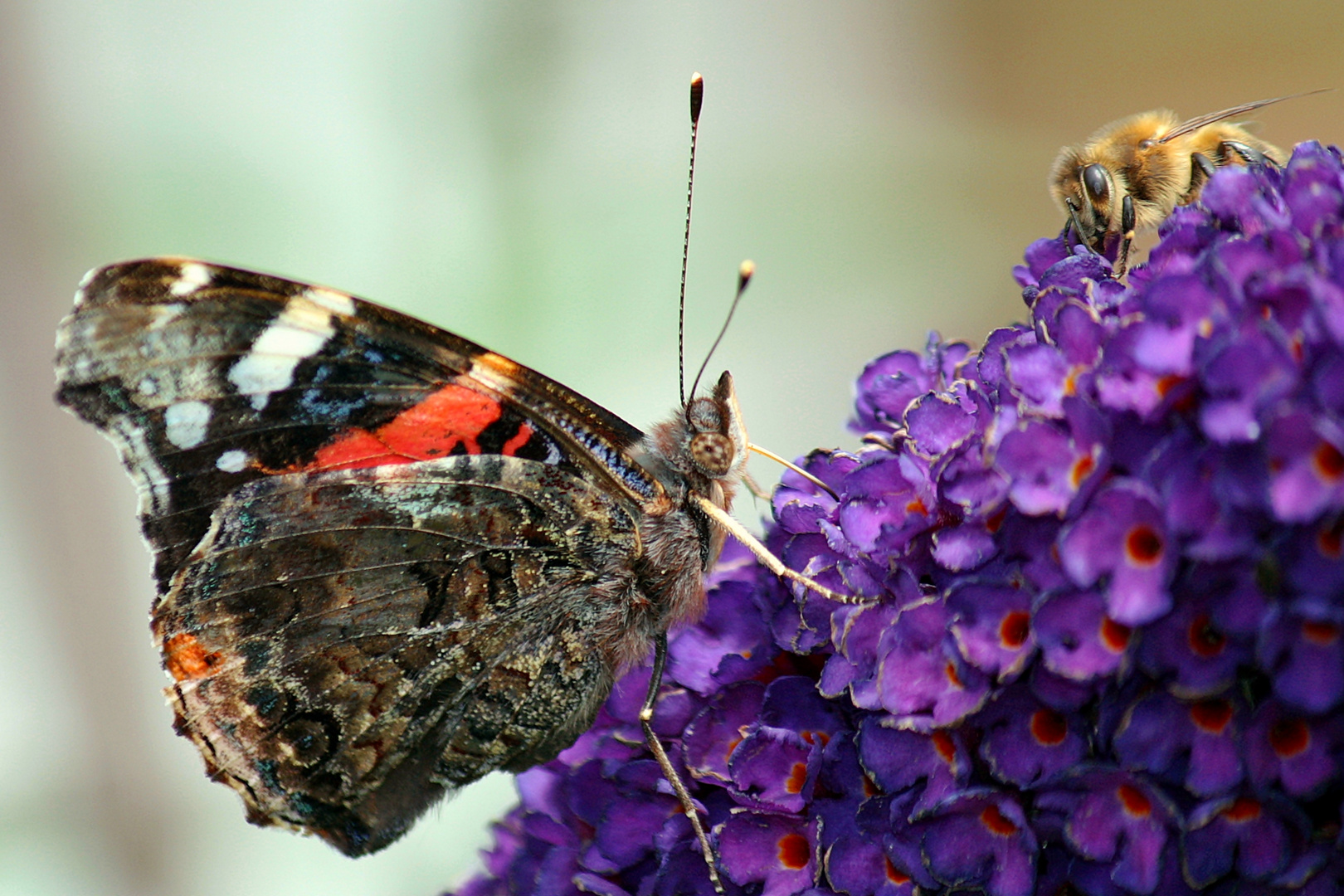 Der Admiral und seine Biene