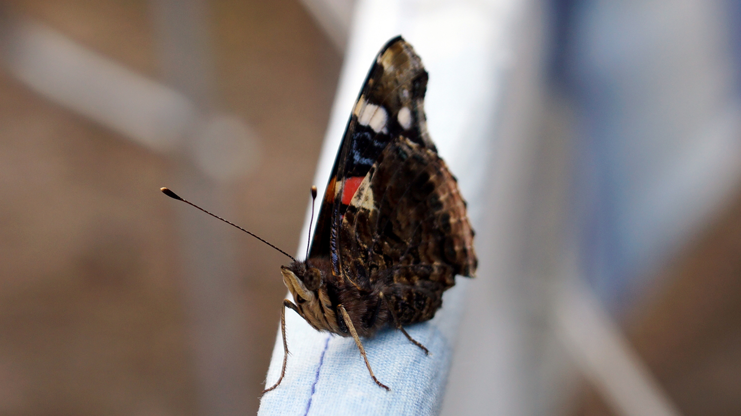 Der Admiral ( Vanessa atalanta)