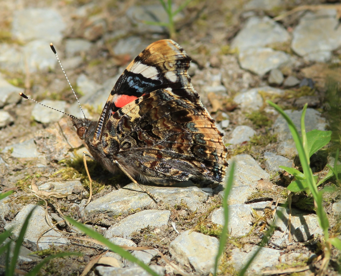 Der Admiral // Vanessa atalanta 2