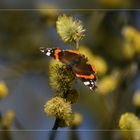 Der Admiral (Vanessa atalanta)