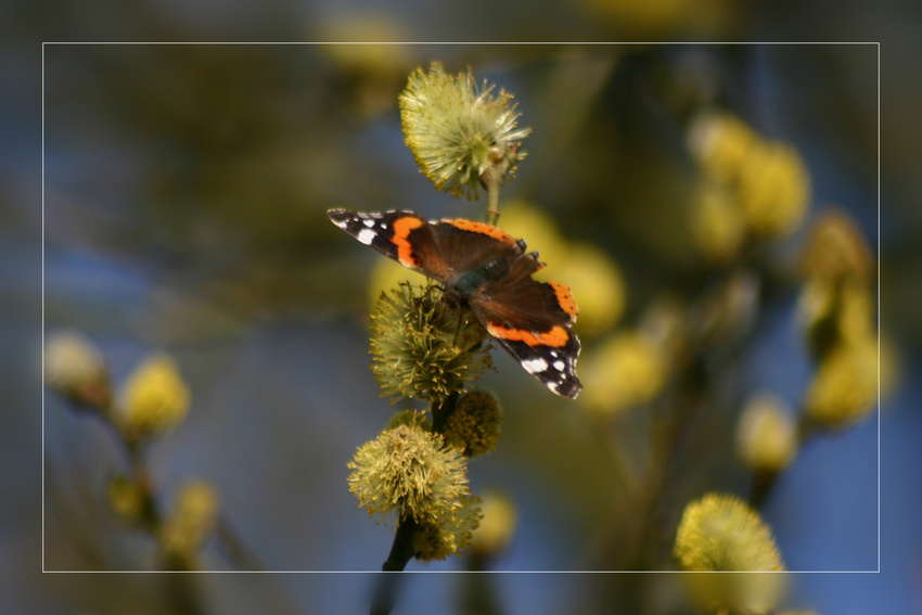 Der Admiral (Vanessa atalanta)