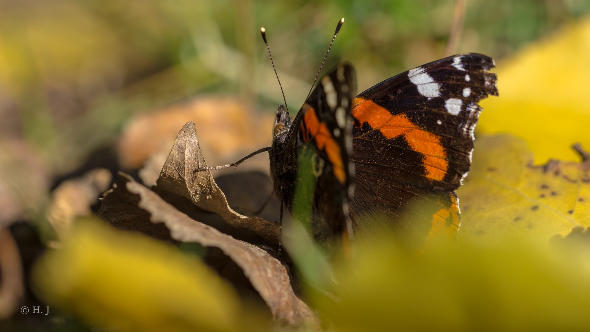 Der Admiral (Vanessa atalanta)