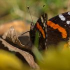 Der Admiral (Vanessa atalanta)