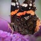 der Admiral (Vanessa atalanta)...