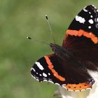 der Admiral (Vanessa atalanta)...