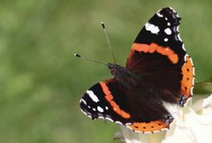 der Admiral (Vanessa atalanta)...