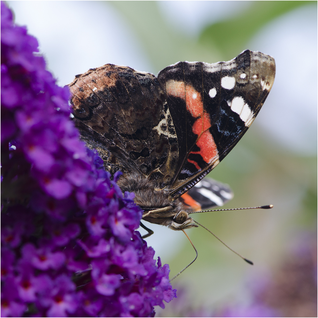 Der Admiral (Vanessa atalanta) . . .