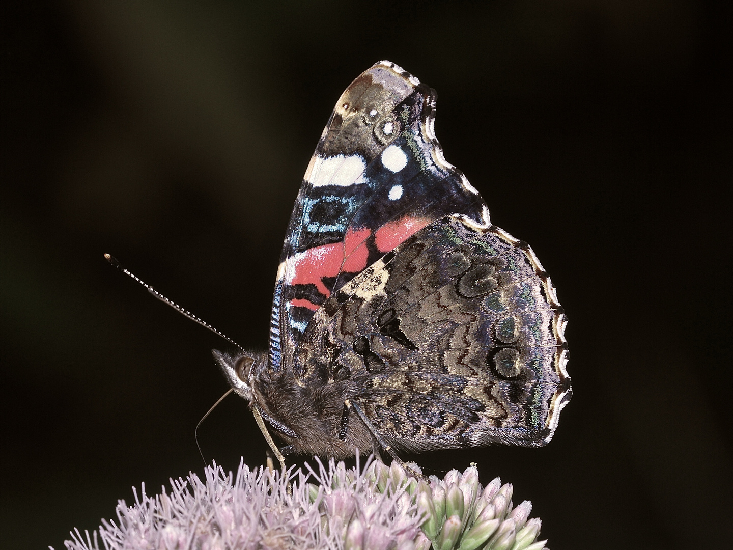 Der Admiral (Vanessa atalanta) auf Wasserdost