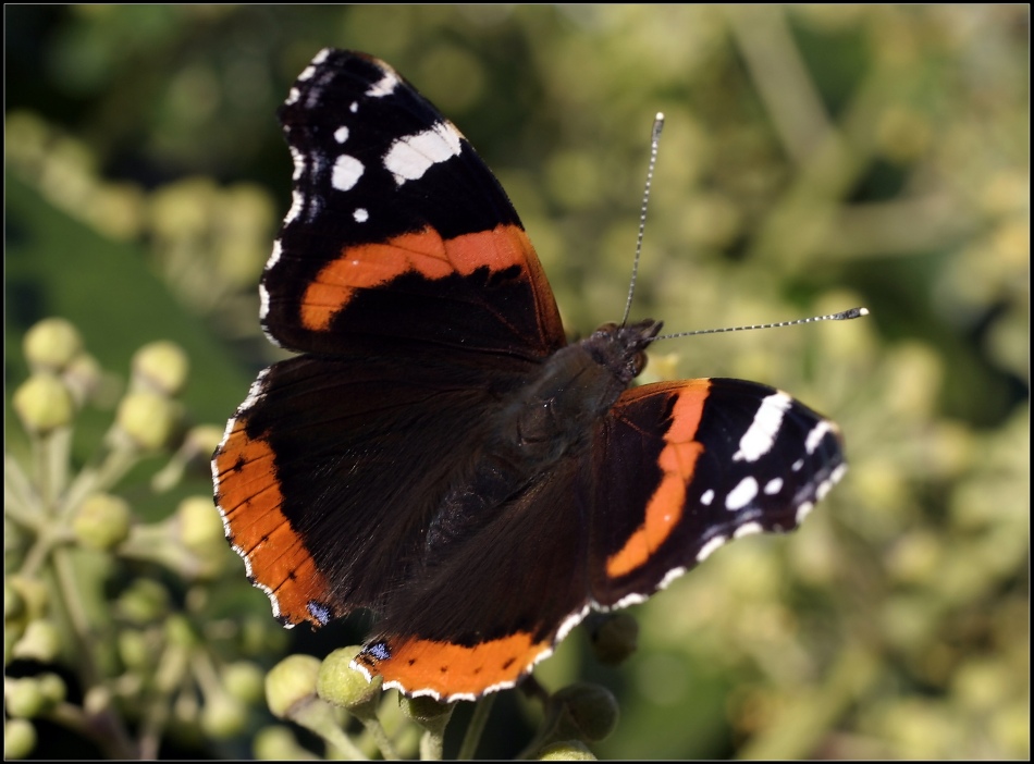 Der Admiral (Vanessa atalanta)