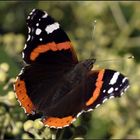 Der Admiral (Vanessa atalanta)