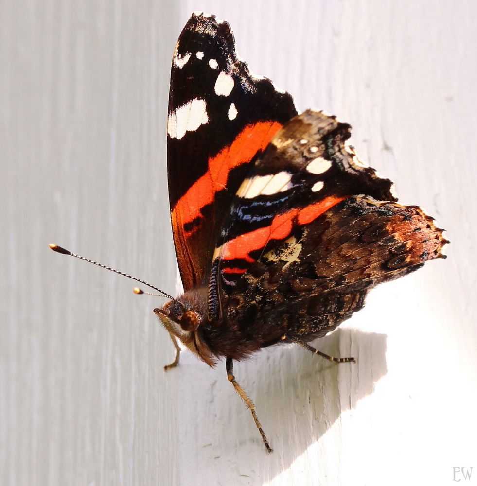 der Admiral (Vanessa atalanta)