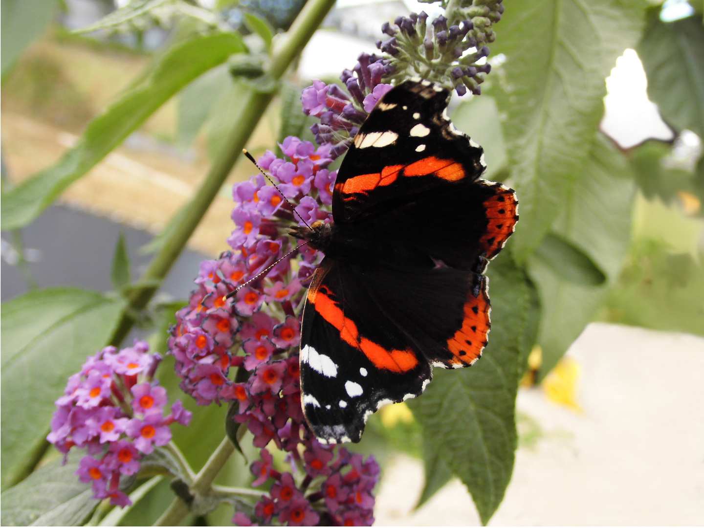 Der Admiral (Vanessa atalanta, Pyrameis atalanta)