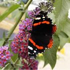 Der Admiral (Vanessa atalanta, Pyrameis atalanta)