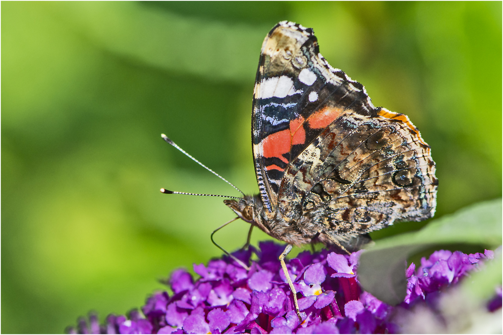 Der Admiral (Vanessa atalanta, Syn.: Pyrameis atalanta) . . .