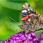 Der Admiral (Vanessa atalanta, Syn.: Pyrameis atalanta) . . .