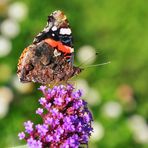 Der Admiral...... (Vanessa atalanta, syn. Pyrameis atalanta)