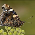 Der Admiral (Vanessa atalanta, syn. Pyrameis atalanta) ....