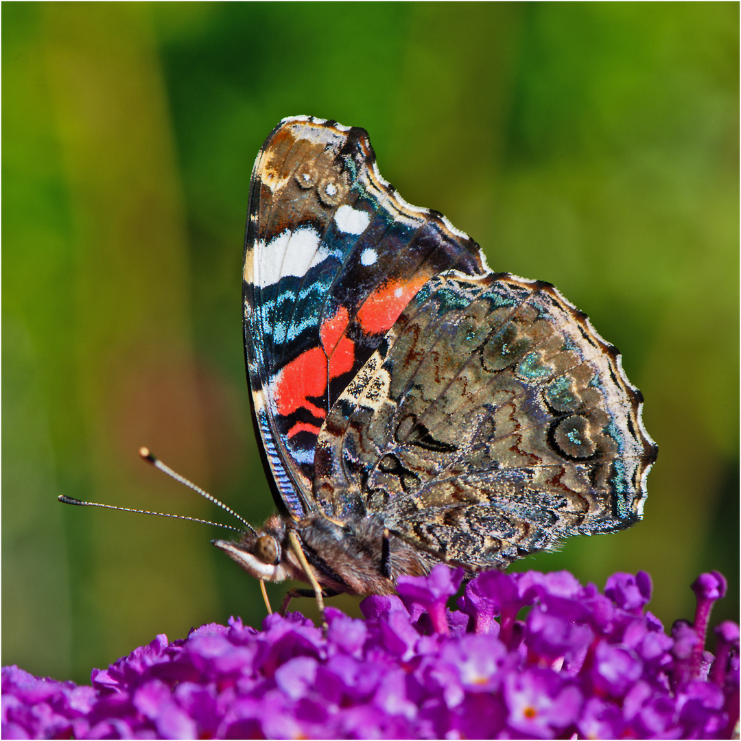 Der Admiral (Vanessa atalanta, Syn.: Pyrameis atalanta) . . .