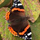 Der Admiral (Vanessa atalanta, syn. Pyrameis atalanta