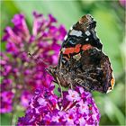 Der Admiral  (Vanessa atalanta, Syn.: Pyrameis atalanta) . . .