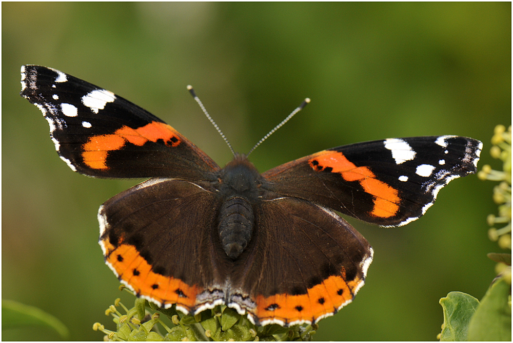 Der Admiral (Vanessa atalanta, syn. Pyrameis atalanta) II ....