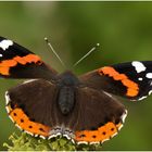 Der Admiral (Vanessa atalanta, syn. Pyrameis atalanta) II ....