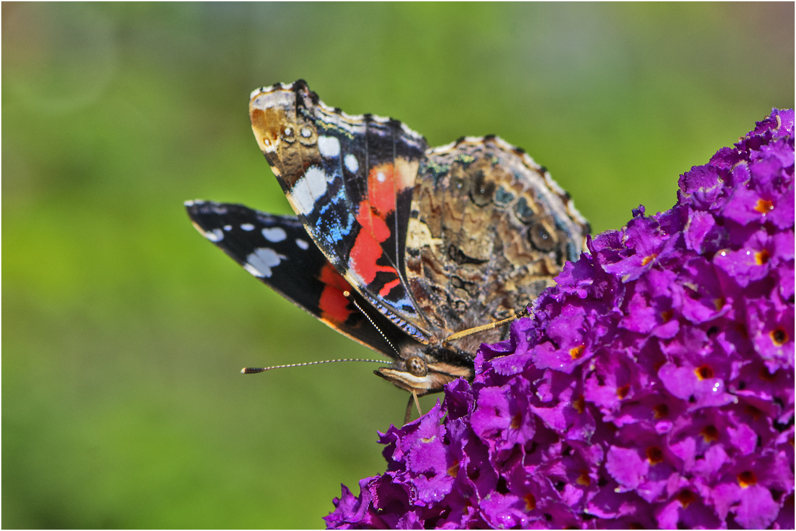 Der Admiralwar der letzte Schmetterling, der . . .