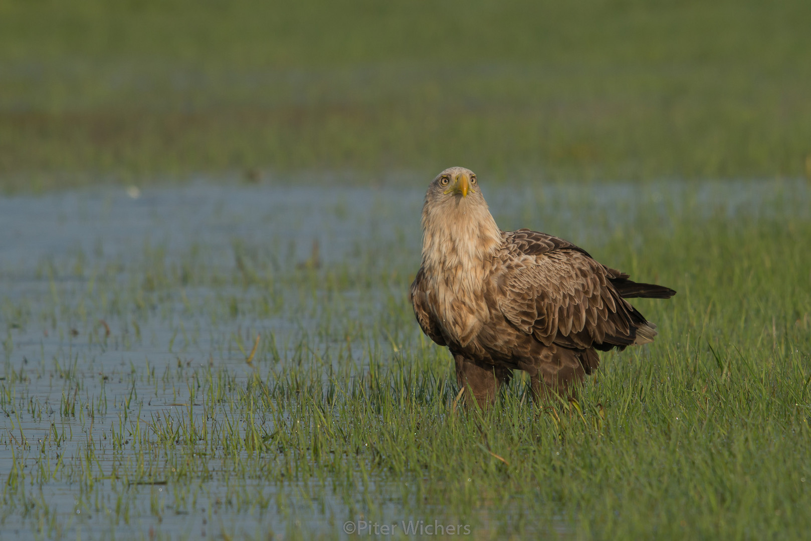 Der adulte Seeadler..