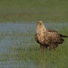 Der adulte Seeadler..