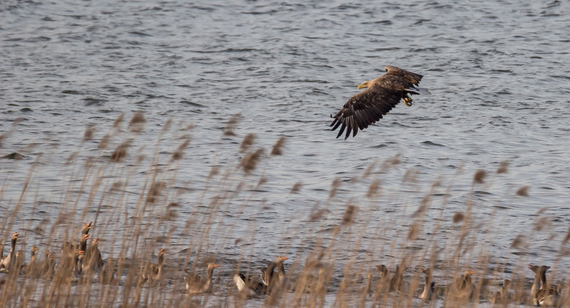 Der adulte Seeadler ...