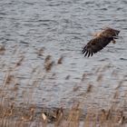 Der adulte Seeadler ...